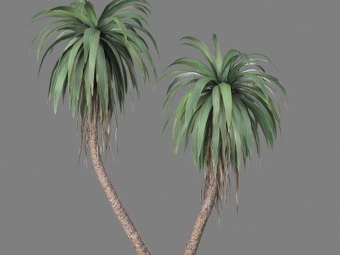 Cordyline indivisa Free Modelo 3D