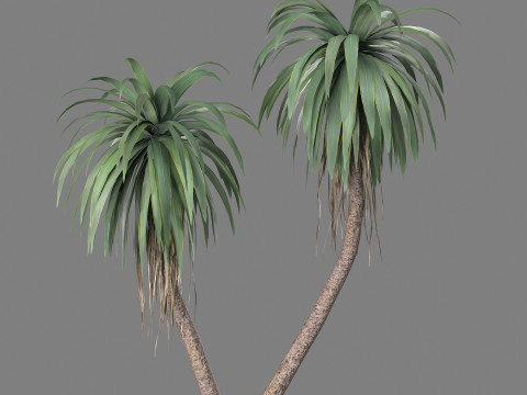 Cordyline indivisa Free 3D 模型