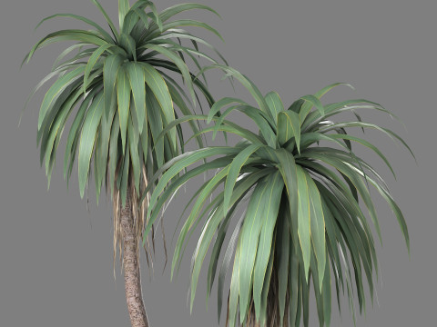 Cordyline indivisa Free 3D 模型