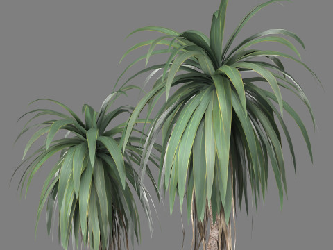 Cordyline indivisa Free 3D 模型