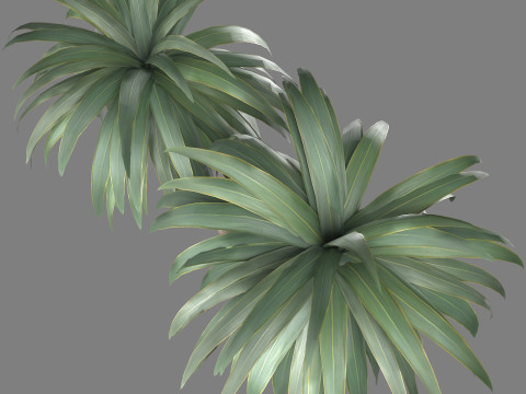 Cordyline indivisa Free 3D 模型