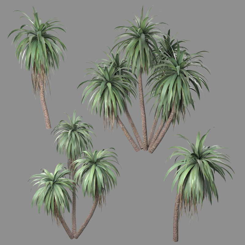 Cordyline indivisa 3D 모델 .c4d .max .obj .3ds .fbx .stl .blend 