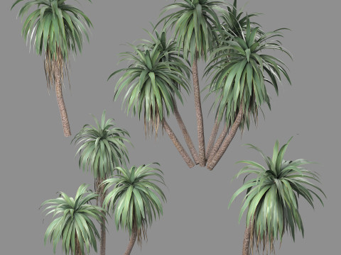 Cordyline indivisa 3D 模型