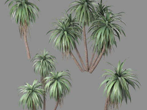 Cordyline indivisa 3D Modell