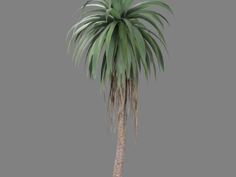 Cordyline indivisa 3D 모델