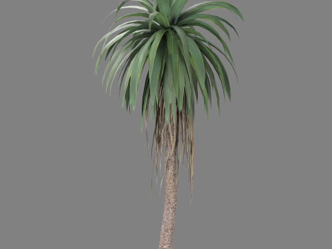 Cordyline indivisa 3D Model