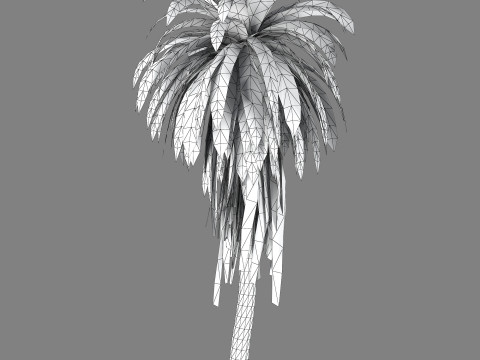 Cordyline indivisa 3D 모델