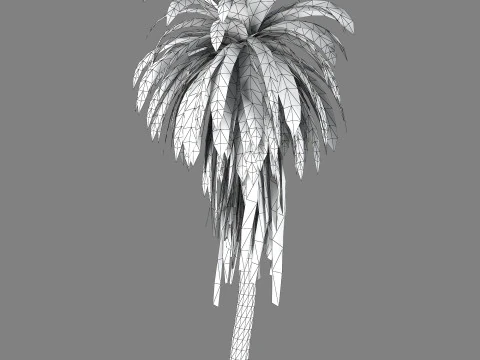 Cordyline indivisa 3D Model