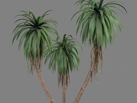 Cordyline indivisa 3D Model