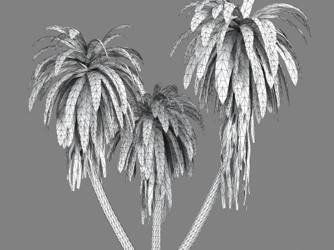 Cordyline indivisa 3D 모델