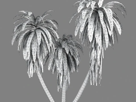 Cordyline indivisa 3D Model
