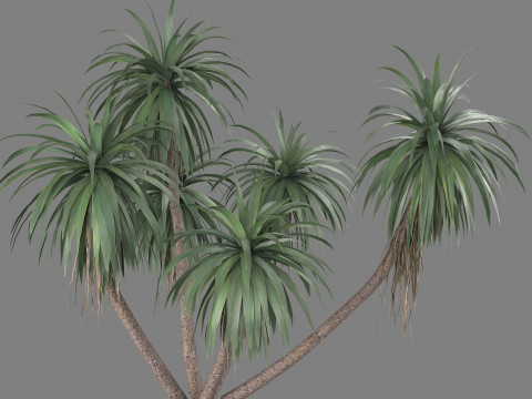Cordyline indivisa 3D 모델