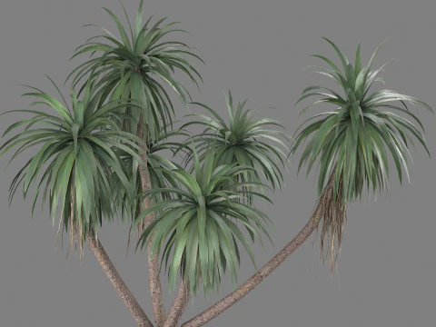 Cordyline indivisa 3D Model