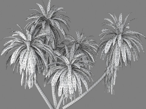 Cordyline indivisa 3D 모델