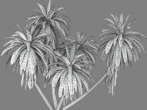 Cordyline indivisa 3D Model