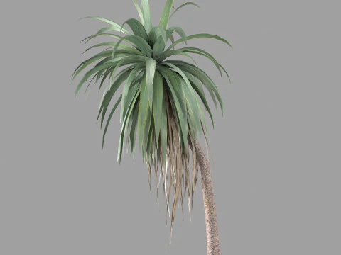 Cordyline indivisa 3D Model