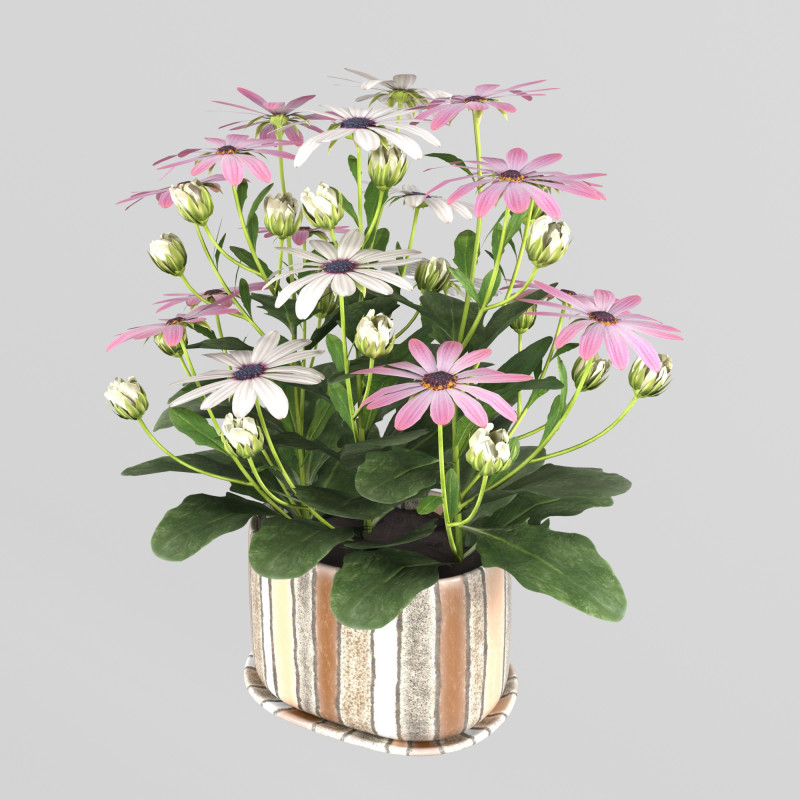 Osteospermum flower in a pot Modelo 3D .c4d .max .obj .3ds .fbx .stl .blend 