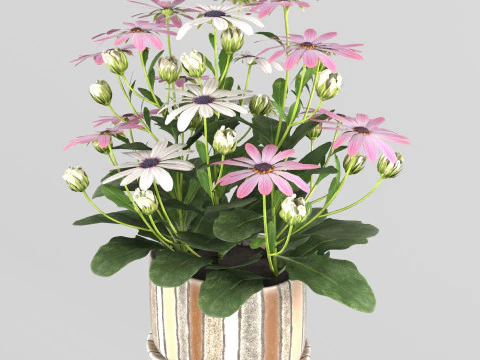Kwiat osteospermum w doniczce Model 3D