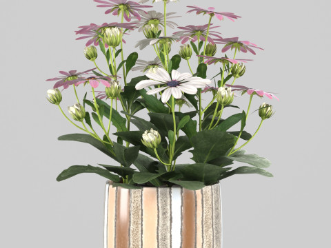 Osteospermum flower in a pot Modelo 3D