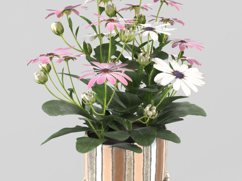 Osteospermum flower in a pot Modelo 3D