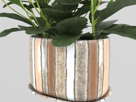 Osteospermum flower in a pot Modelo 3D