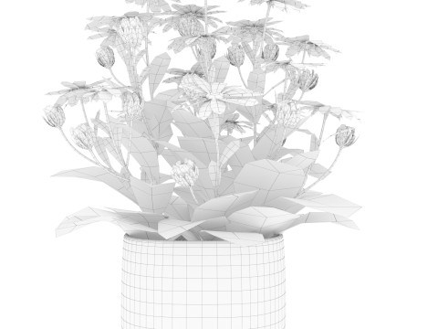 Osteospermum flower in a pot Modelo 3D