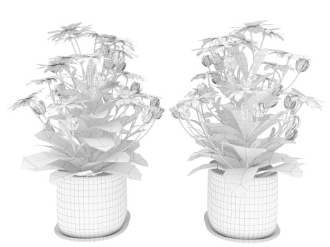 Osteospermum flower in a pot Modelo 3D