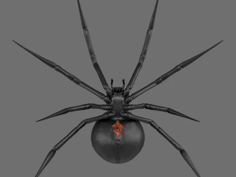 Spider Black Widow 3D Model