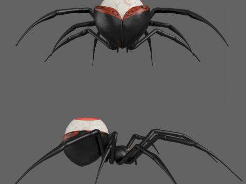 Spider Black Widow 3D Model
