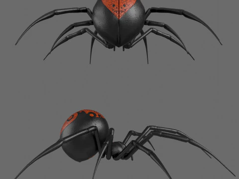 Spider Black Widow 3D Model