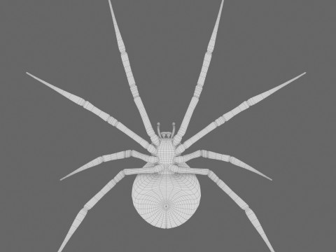 Spider Black Widow Modello 3D