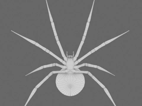 Spider Black Widow 3D Model