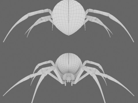 Spider Black Widow Modello 3D