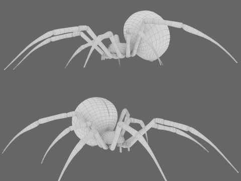 Spider Black Widow Modello 3D