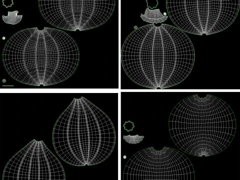 Four varieties of pumpkin gourds 3D Model