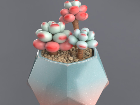 Flower in a pot succulent Modelo 3D
