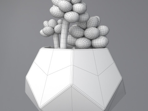 Flower in a pot succulent 3D 模型