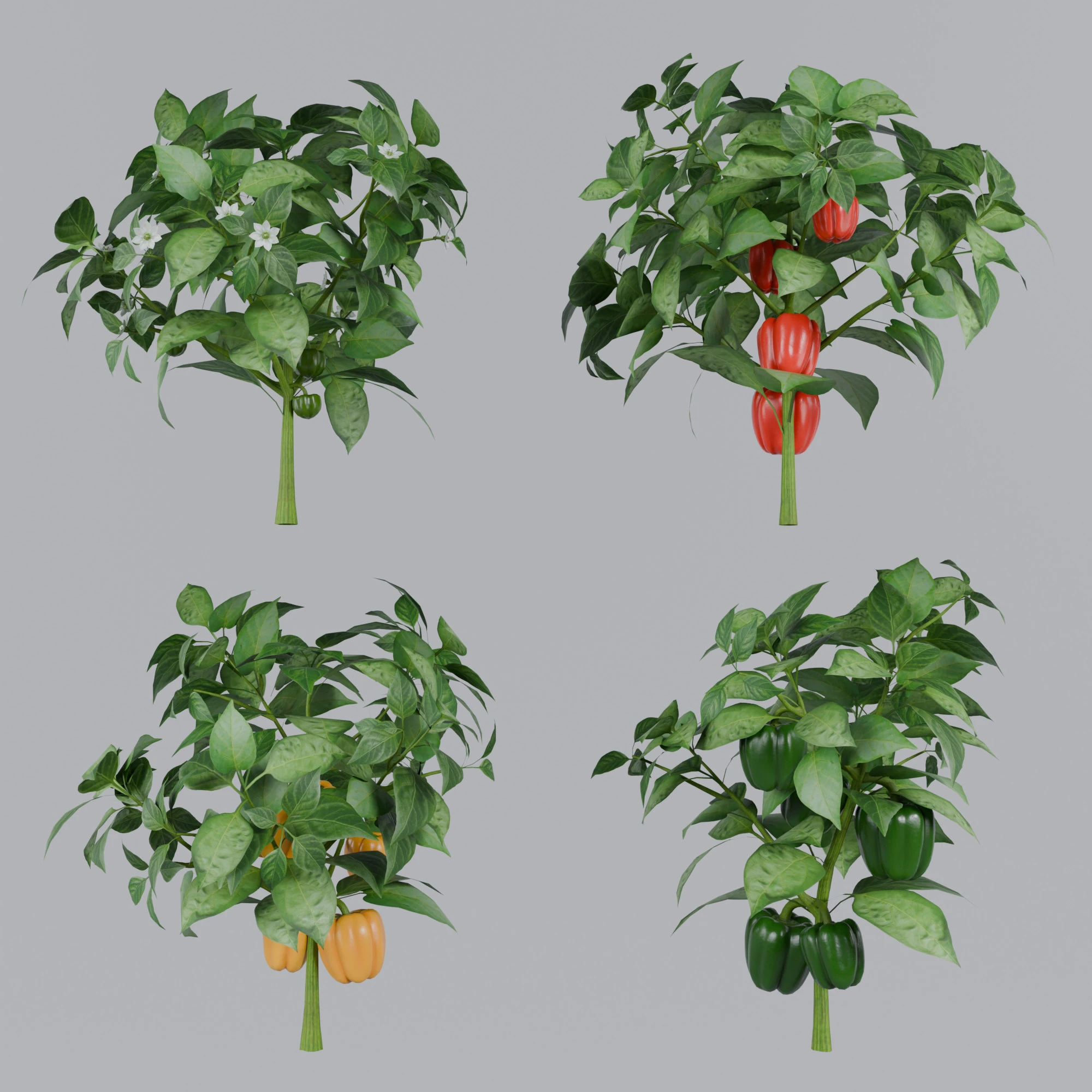Four types of pepper bushes 3D Model .c4d .max .obj .3ds .fbx .stl .blend 