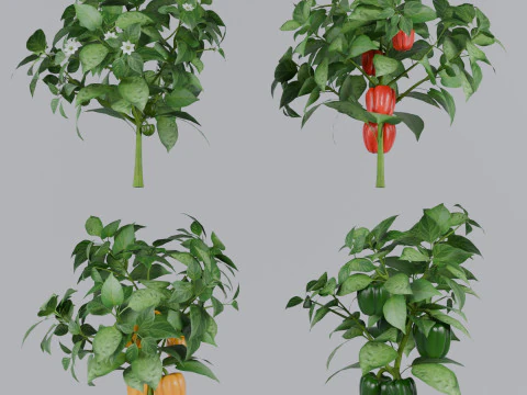 Quatro tipos de arbustos de pimenta Modelo 3D