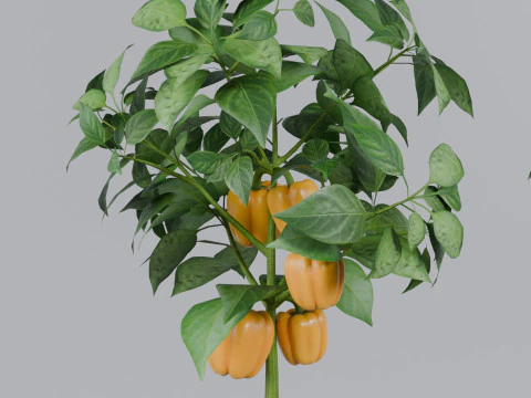 Four types of pepper bushes 3D Model