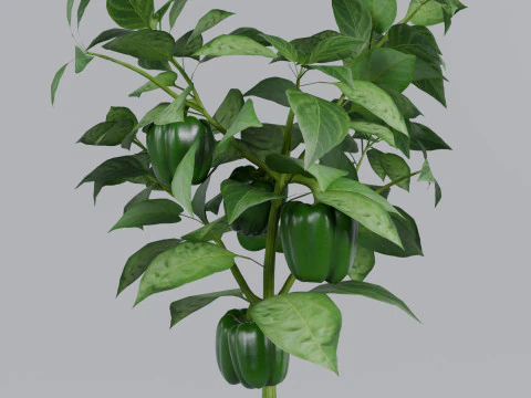 Four types of pepper bushes 3D Model