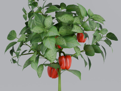 Four types of pepper bushes Modello 3D