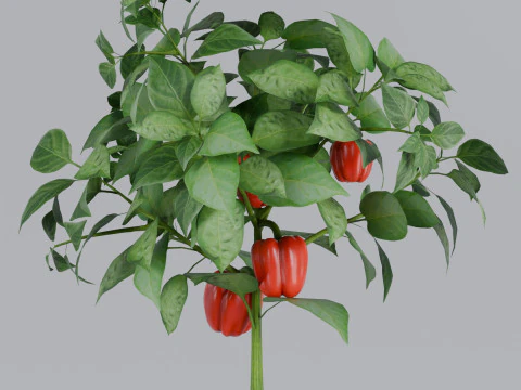 Four types of pepper bushes 3D Model