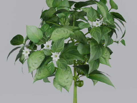 Four types of pepper bushes 3D Model