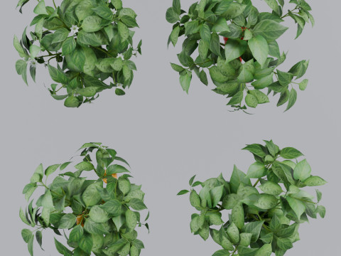 Four types of pepper bushes Modello 3D