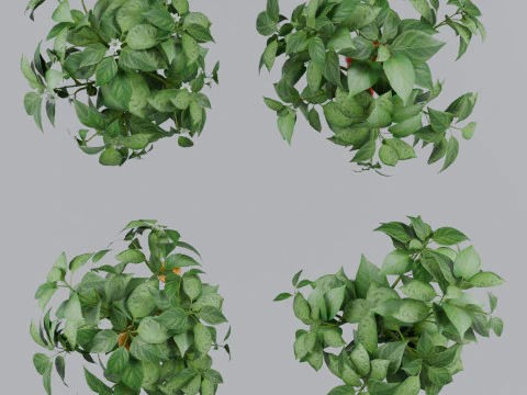 Four types of pepper bushes 3D Model