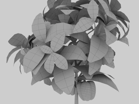 Four types of pepper bushes 3D Model