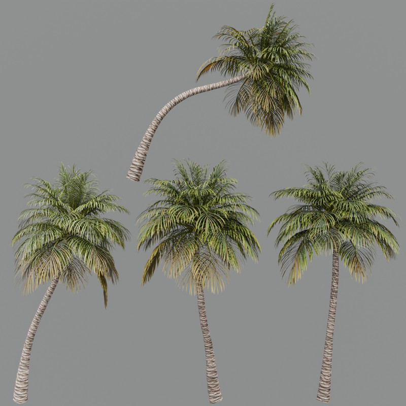 Coconut Palm Model 3D .c4d .max .obj .3ds .fbx .stl .blend