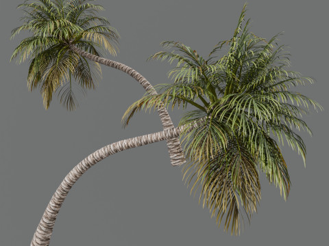 Coconut Palm Model 3D