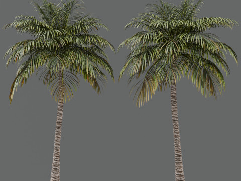 Coconut Palm Model 3D